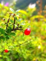 valley of flowers trek